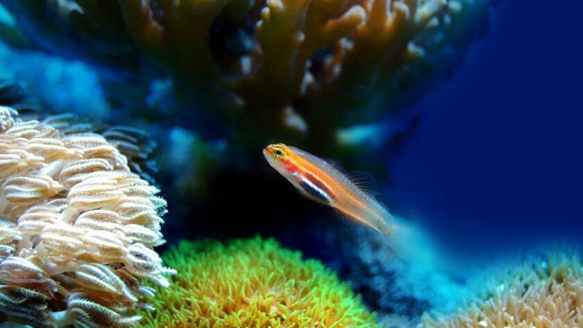 amorce peche
