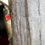 swimbait